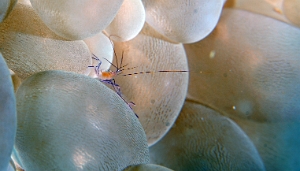 North Sulawesi-2018-DSC03363_rc- Bubble coral shrimp - Crevette du corail-bulle ou de vir - Vir Philippinensis
